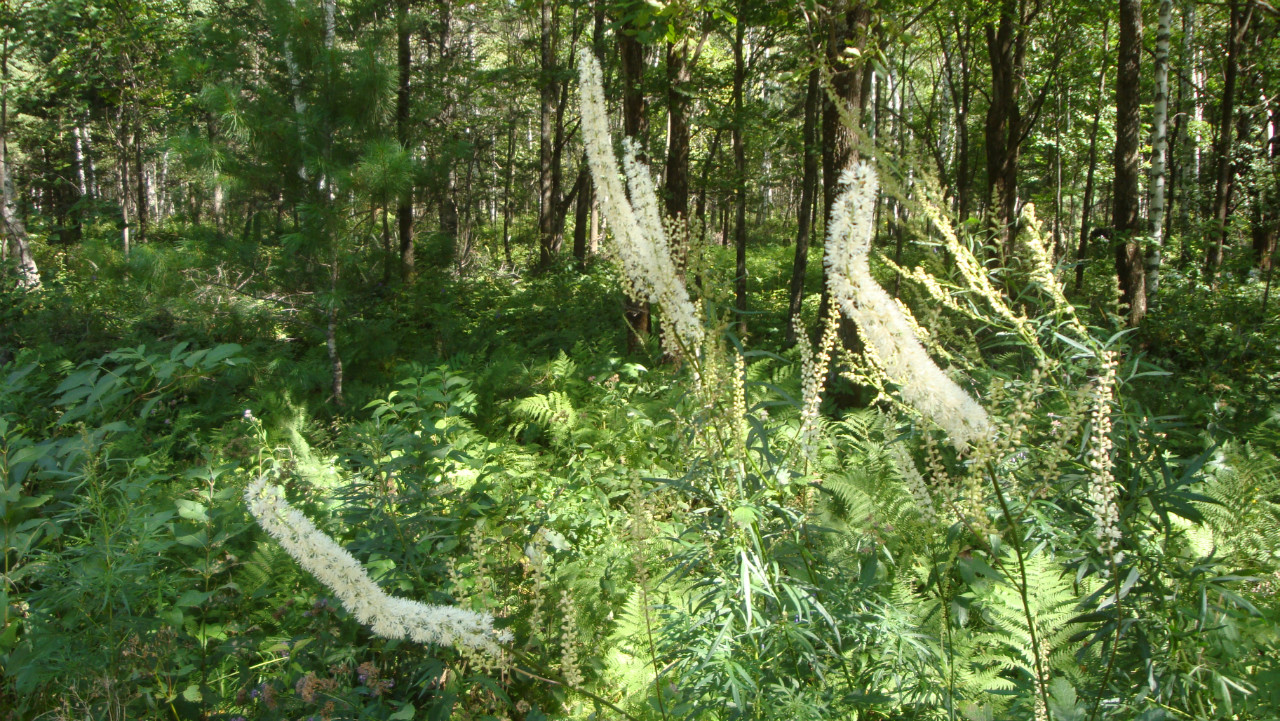 日月峡中草药:升麻