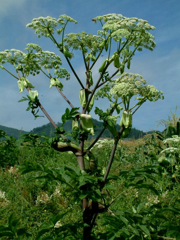 日月峽中草藥:獨活(白芷)