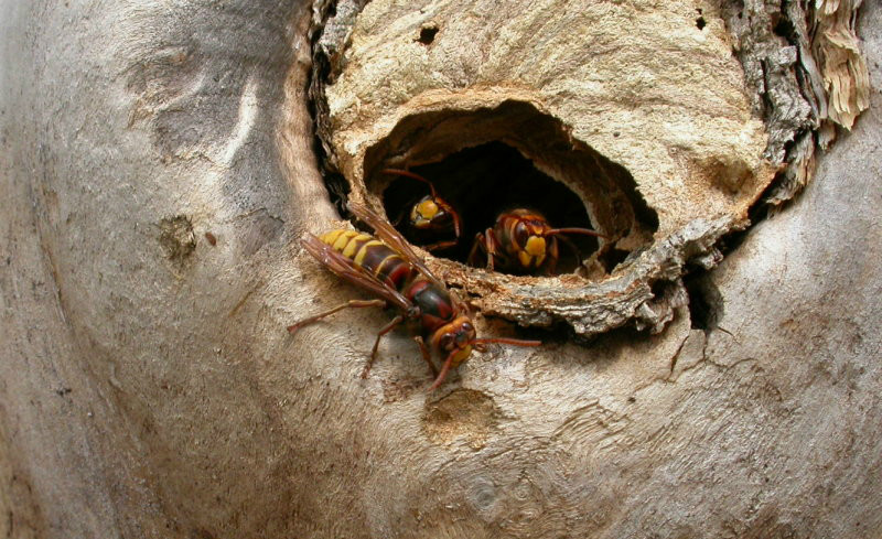 日月峡中草药:胡蜂