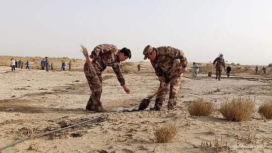 铁门关市第二师三十三团近千人给沙漠披绿衣