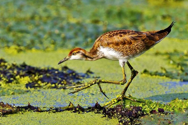 湿地常见鸟类的照片图片