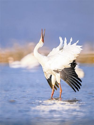 鄱阳湖越冬,越冬期达150天 叶学龄摄白鹤是对栖息地要求最特化的鹤类