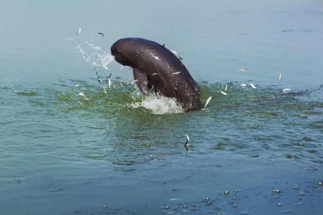 生态江西我省开展2021年鄱阳湖丰水期长江江豚同步监测