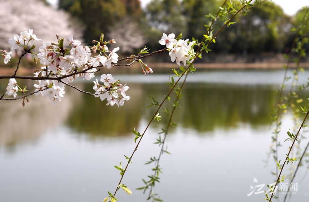 新华社江西省林科院樱花如雪醉游人