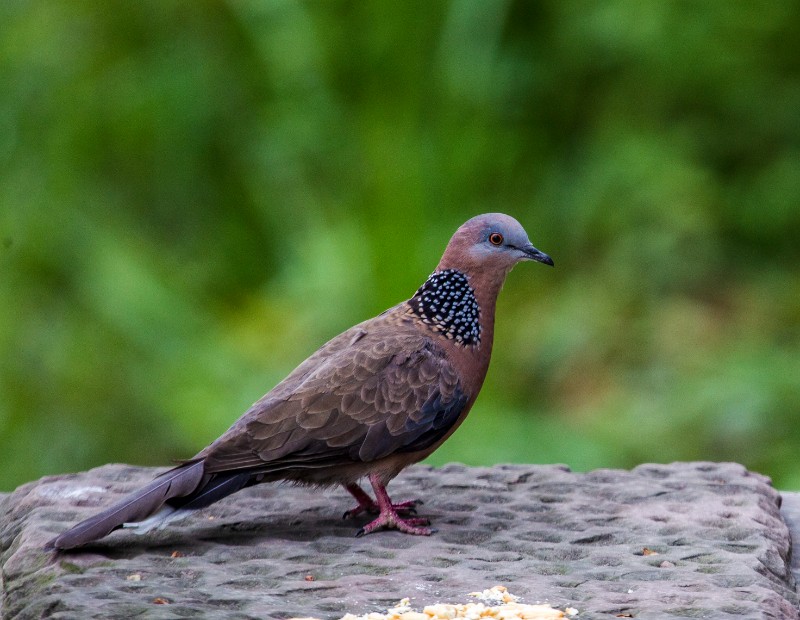 珠頸斑鳩 - 江西林科網