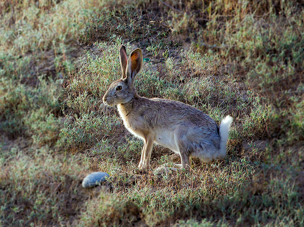 玛纳斯河湿地保护区草兔