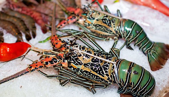 【餐桌物种日历】 锦绣龙虾