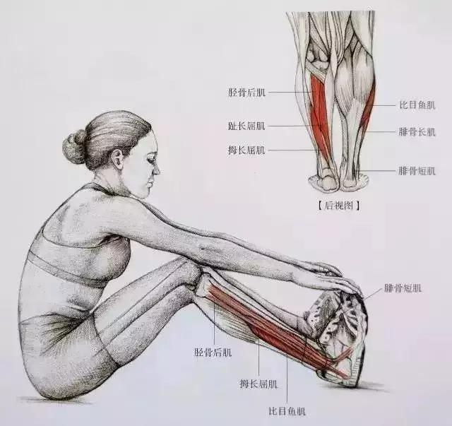 坐姿,解决了身体平稳的难题,动作屈膝主要拉伸小腿比目鱼肌,也可以单