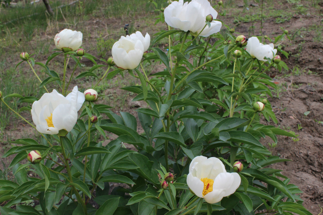 向海山芍藥花二